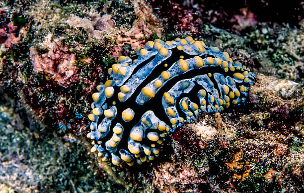 istock Phyllidia varicosa; sea slug 491709604