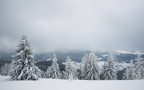 istock Foggy winter fir in the mountains 491710090
