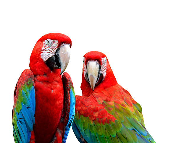 istock Green-winged Macaw birds, red parrots isolated on white backgrou 491710578