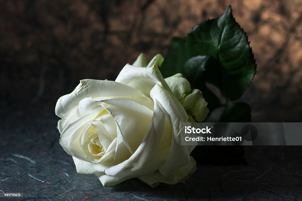 White rose White rose lying down 2015 Stock Photo