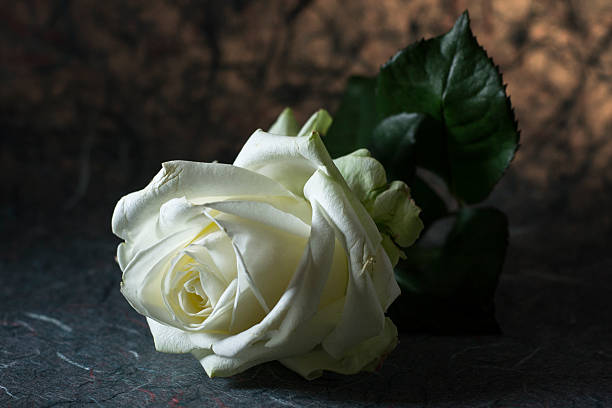 White rose stock photo