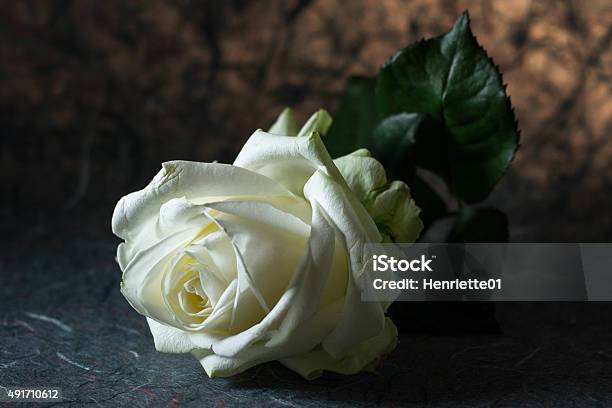White Rose Stock Photo - Download Image Now - 2015, Abandoned, Beauty