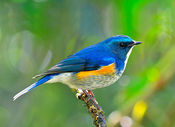 istock Himalayan Bluetail (tarsiger rufilatus) or orange-flanked bush r 491710678