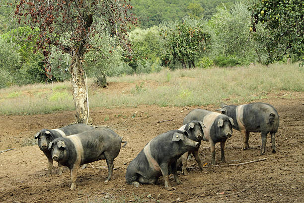 tuscan pigs on farm The Cinta senese, very ancient tuscan breed of pig. Cinta means belt, black pigs with a white belt. Famous for  its excellent meat with the DOP classification, Italy, Europe Surrounding stock pictures, royalty-free photos & images