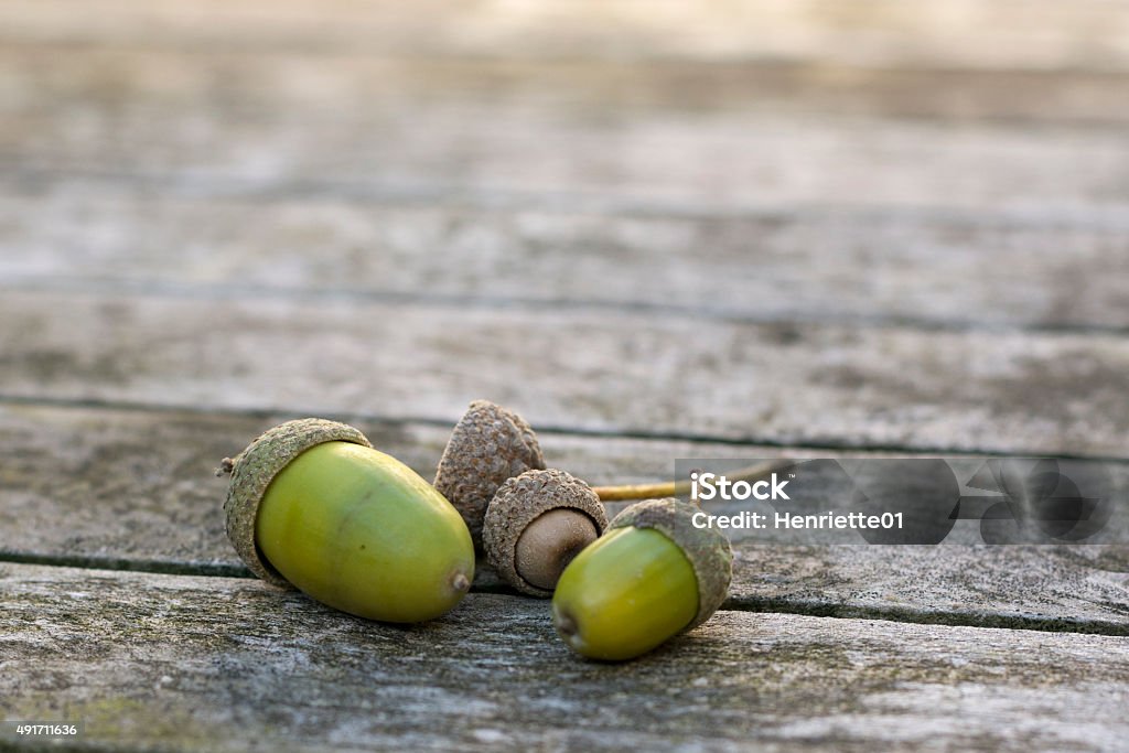 Acorns in autumnlight Small acorns on a wooden table in the autumlight 2015 Stock Photo