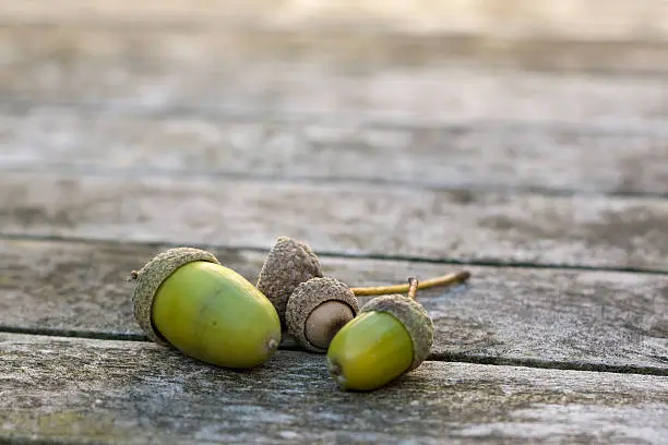 Small acorns on a wooden table in the autumlight
