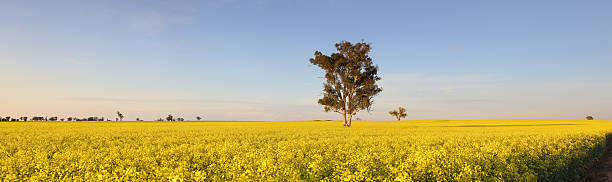 Morning Light on Canola fields The landscape becomes a sea of bright yellow in spring when the canola crops burst into flower.  Morning light Canowindra cowra stock pictures, royalty-free photos & images
