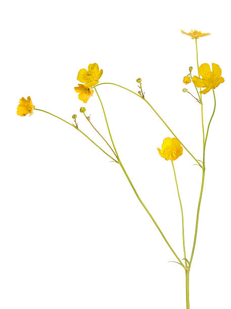 istock golden wild isolated buttercup flower 491712400