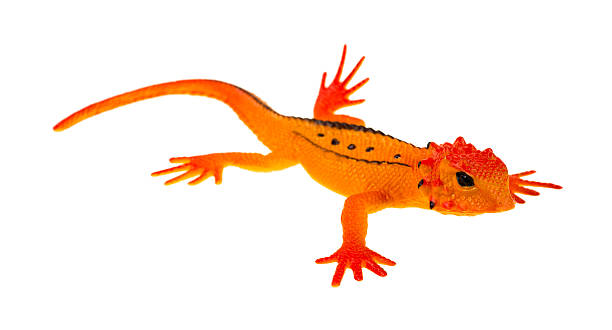istock Small black eyed orange toy lizard 491714214