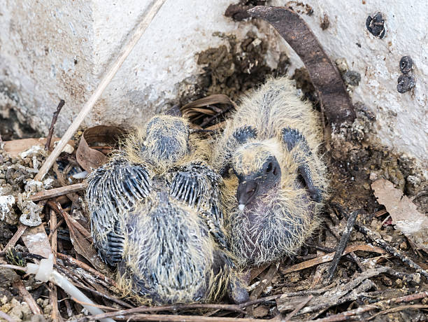 istock Baby pigeons in the nest 491714458