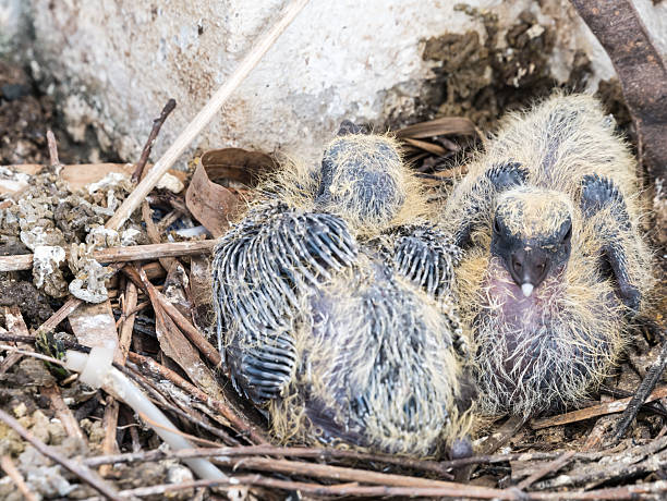 istock Baby pigeons in the nest 491714650