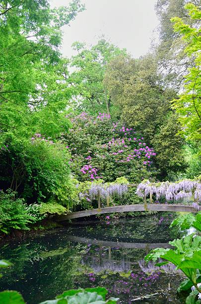istock Garden scene with wisteria 491715704