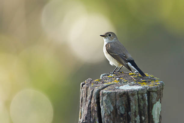 istock Asian brown flycatcher bird in Nepal 491725625