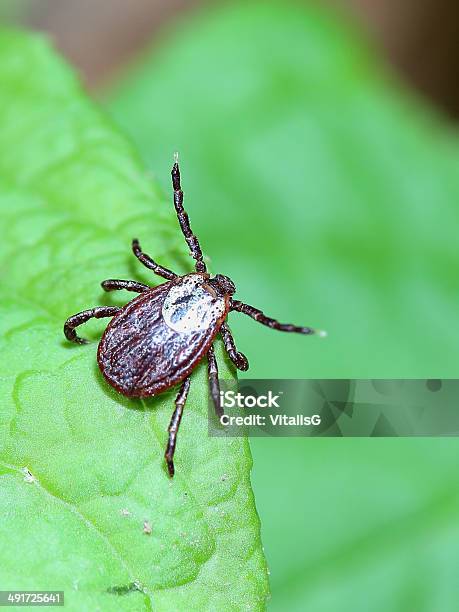 Acarus Waiting On The Leaf Stock Photo - Download Image Now - Tick - Animal, Acari, Animal