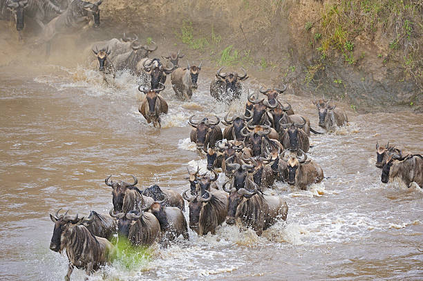 istock River crossing of wildebeests 491726217