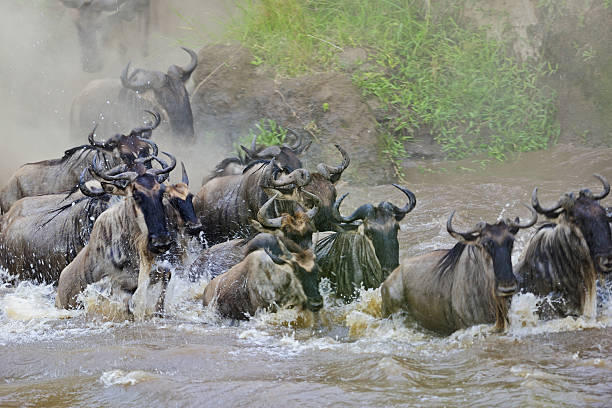 istock River crossing of wildebeests 491726287