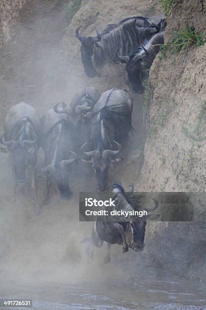 River Crossing Of Wildebeests Stock Photo - Download Image Now - Activity, Africa, Animal Migration