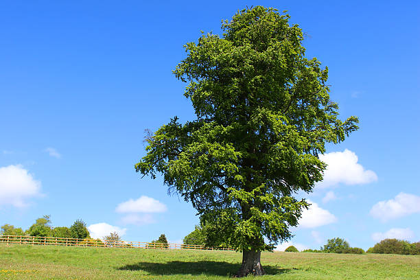 Image of a mature common beech / European beech (Latin name: fagus sylvatica) growing in green field / wildflower meadow, with a blue cloudy sky as the main background to the picture, providing plenty of copy space.  Around the tree are a series of small saplings that have recently been planted and are safeguarded against wild deer by protective fencing.