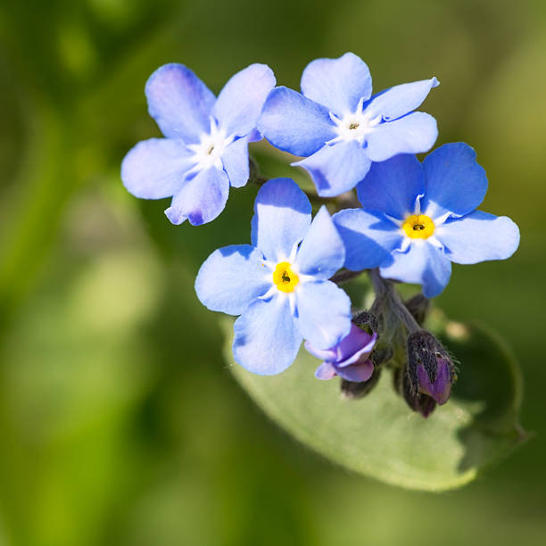 istock Beautiful spring nots,floral background 491726857