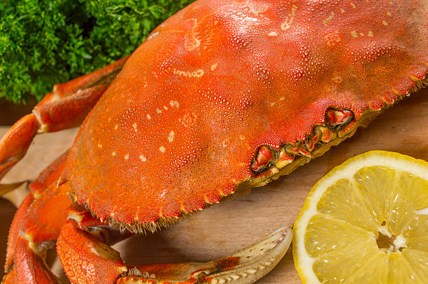 istock Close up of a Raw Dungeness Crab 491727035