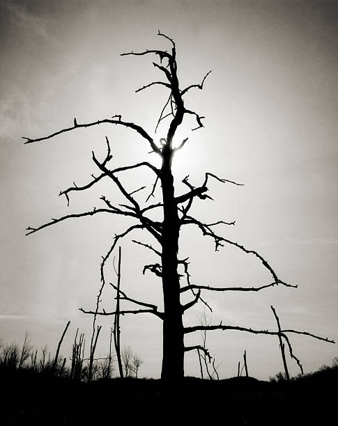 árbol muerto en blanco y negro - tree branch burnt silhouette fotografías e imágenes de stock