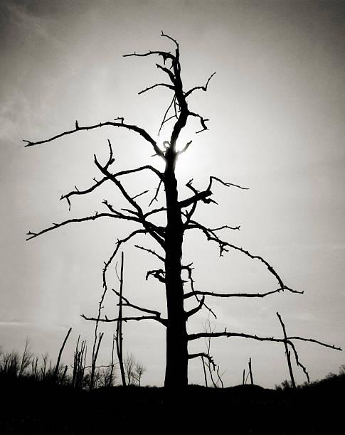 흑백 방전됨 트리 - tree branch burnt silhouette 뉴스 사진 이미지