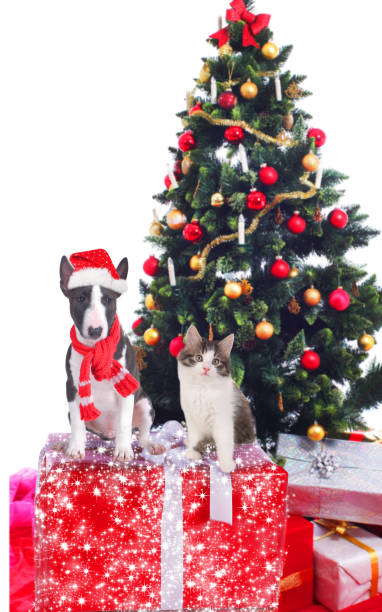 istock cat and dog in front of a christmas tree 491728022