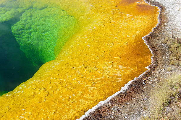 istock Morning Glory Hot Spring. Upper Geyser Basin, Yellowstone National Park 491728216