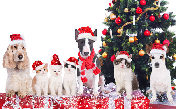 istock Group of cats and dogs with christmas tree 491728224