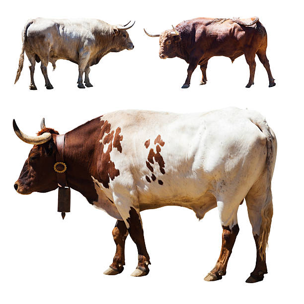 istock Set of 3 bulls  over white 491728241