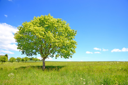 Oak tree in lush foliage on green meadow in spring