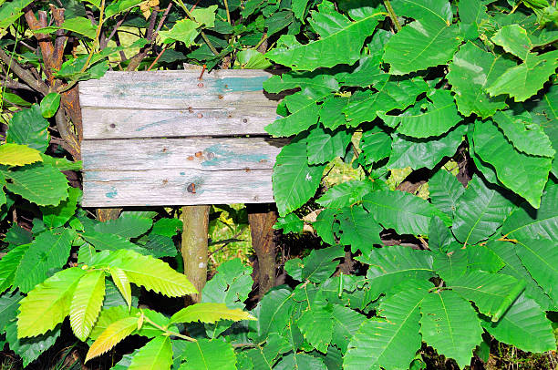 istock Weathered sign in chestnut leaves 491728534