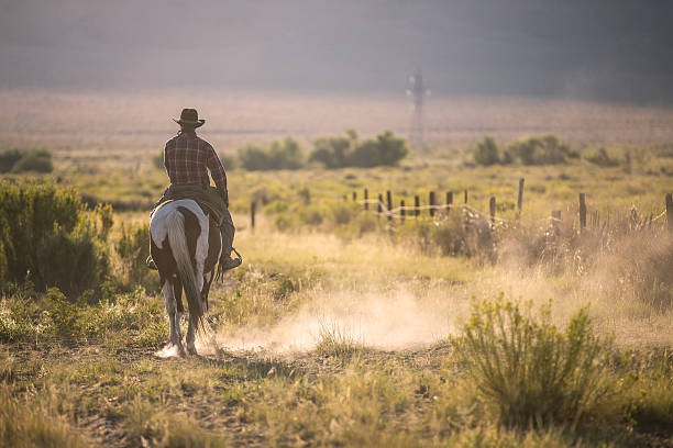 cowboy - horse brown animal farm stock-fotos und bilder