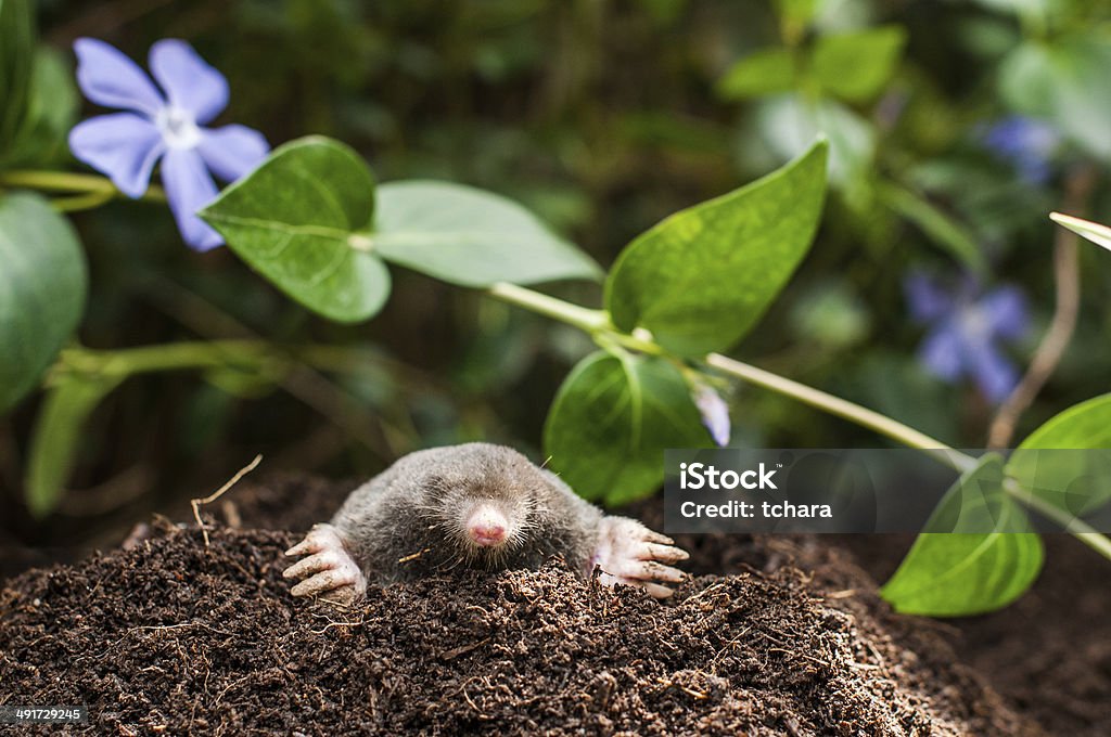 Mole in the hole Mole on a heap of soil in a garden Mole - Animal Stock Photo