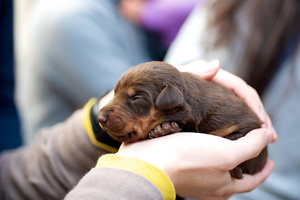 istock Holding brown puppy dog 491729269