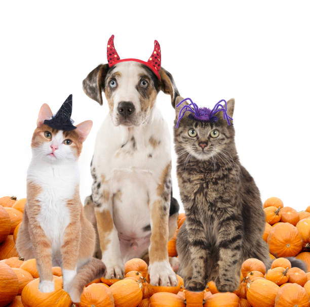 istock Group of halloween pets 491729572