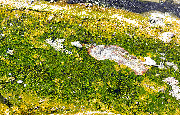 Colorful Bacteria mats, Yellowstone National Park, Wyoming Colorful Bacteria mats of thermophilic microorganisms in the runoff of hot springs, Yellowstone National Park, Wyoming norris geyser basin photos stock pictures, royalty-free photos & images