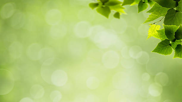 istock abstract natural backgrounds with green foliage and beauty bokeh 491729752