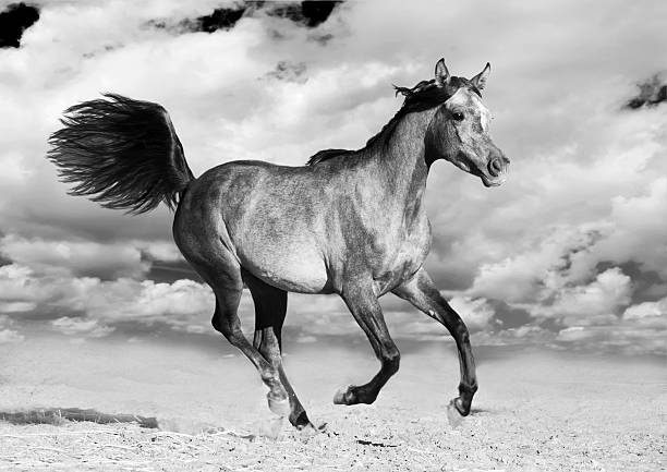 istock arabian horse runs gallop 491729759
