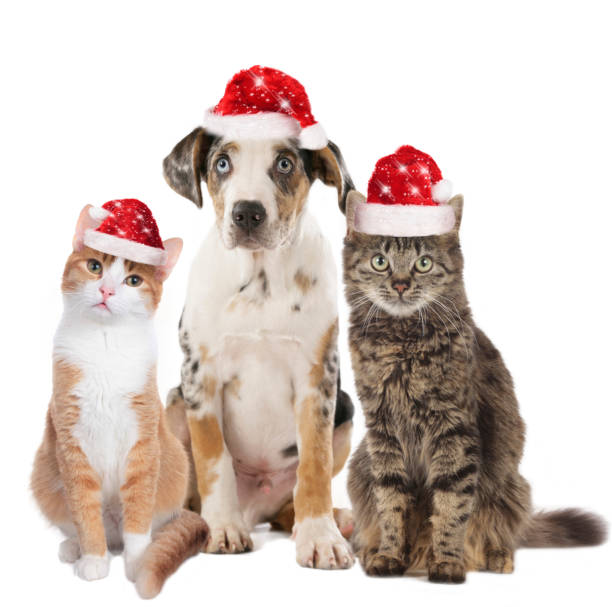istock Puppy and two cats with santa hats 491729796