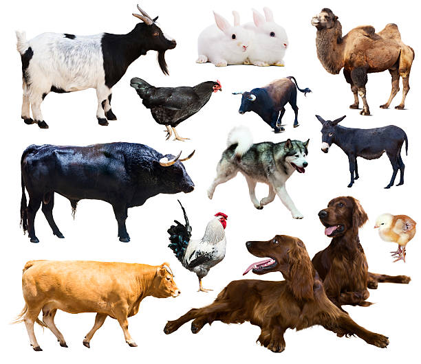 istock farm animals. Isolated over white background 491729830