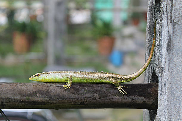 istock Green exotic creeper on the log 491729940