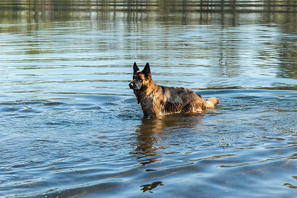 istock german shepherd, man's best friend, favorite, pet, guard dog 491730166