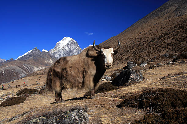 istock Yak in the Himalayas 491730216