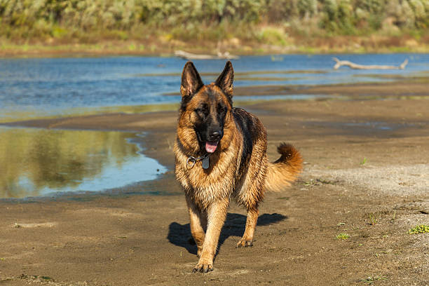 istock german shepherd, man's best friend, favorite, pet, guard dog 491730290
