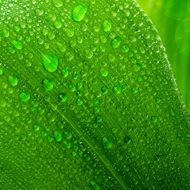 istock Beautiful green leaf with drops of water 491731053