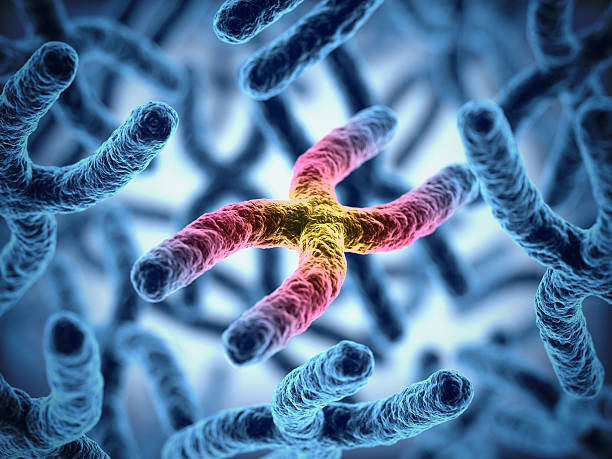 chromosomes 3d illustration stock photo