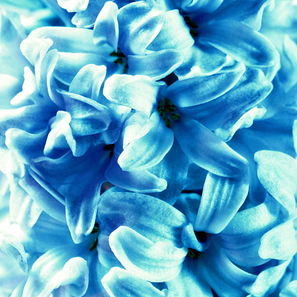 istock Abstract muscari hyacinth floral pattern. Abstract neutral backg 491731454
