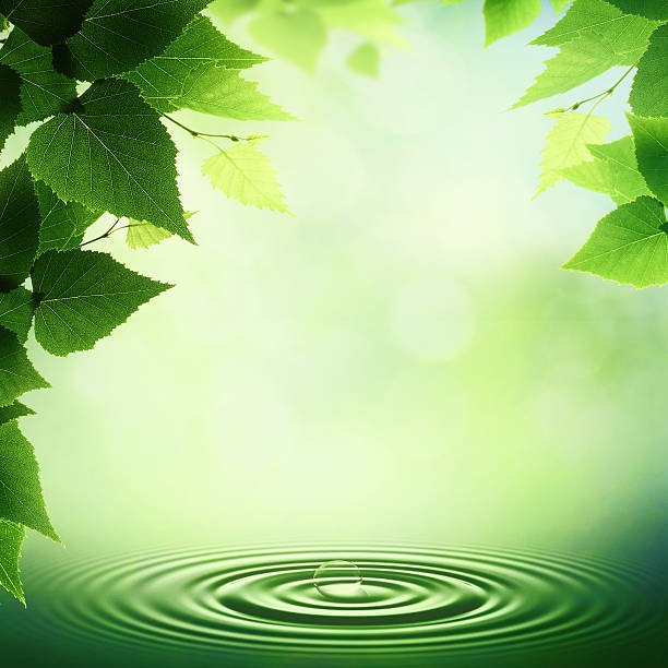 istock Early morning in the deep forest, abstract neutral background 491731480