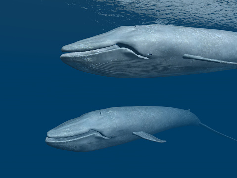 Computer generated 3D illustration with two blue whales